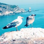 Le Sentier Sous-Marin de Banyuls-sur-Mer : Plongée au Cœur de la Biodiversité Méditerranéenne